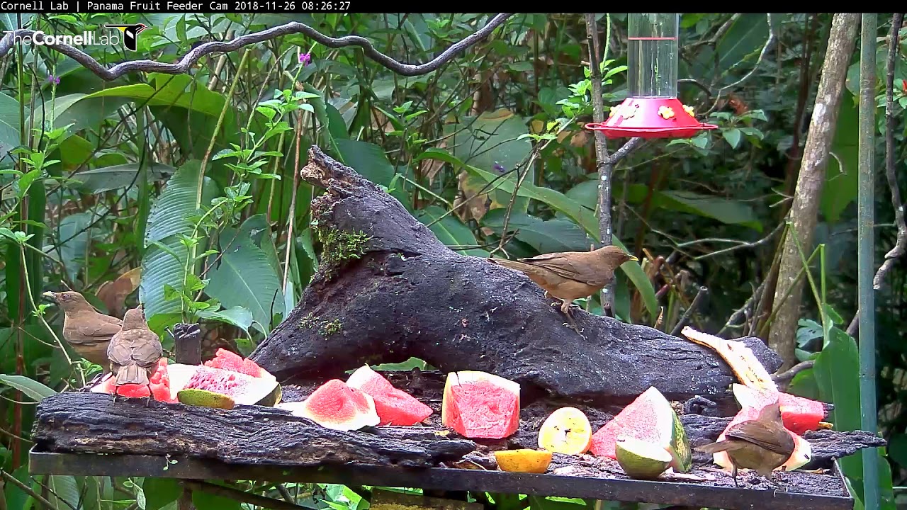 Clay-colored Thrushes Peck Away At Fresh Watermelon – Nov. 26, 2018