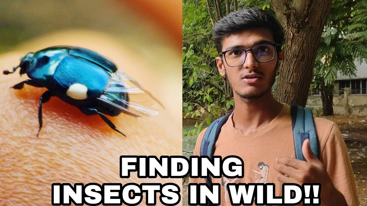How to find Insects in wild || Macro🔍 photography 📸 of insects 🕷️ # ...