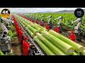 Inside America's Mega Factory: Banana Stem Processing Secrets (Full Process)