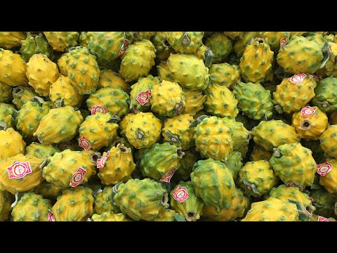 فيديو: بوفيريا الفاكهة الرائعة. التكاثر والرعاية
