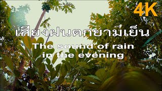 เสียงฝนตก ฟ้าร้อง ฟังก่อนนอน ผ่อนคลาย | Sleeping Nature Studio