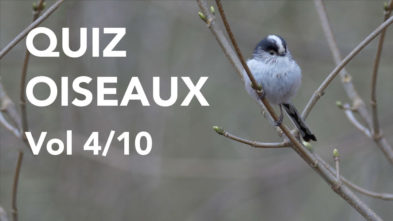 Oiseau Grimpeur Voisin Du Pic 6 Lettres