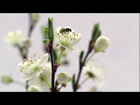 Video: Fruchtkirschen: In Welchem Jahr Beginnt Sie Früchte Zu Tragen Und Zu Blühen? Was Beeinflusst Den Zeitpunkt Der Fruchtbildung?