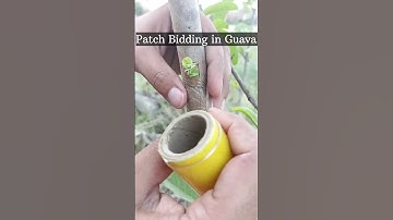 Guava Grafting / Patch Bidding in #Guava #grafting