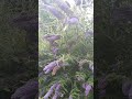 জুলাই মাসে আয়ারল্যান্ডের অবস্থা #shorts #ireland #weather #irelandvlogs