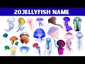 Jellyfish | Types Of Jellyfish | 20 Jellyfish Name In English with Colourful Pictures And Videos
