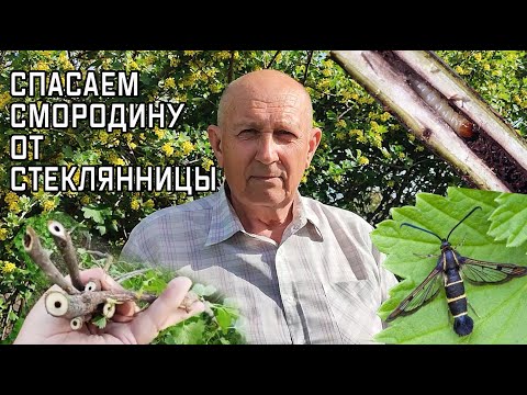 видео: Обрезаем и спасаем смородину от стеклянницы