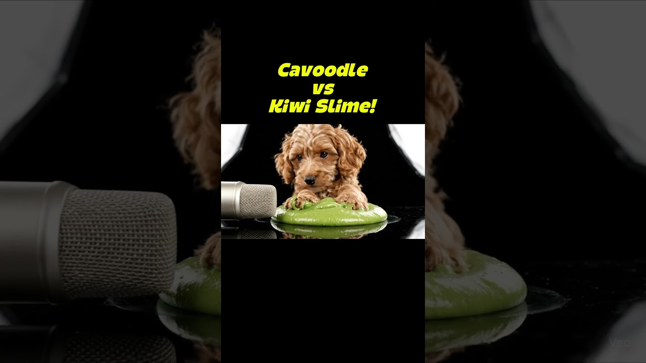 Cavoodle vs  Kiwi Slime! ASMR