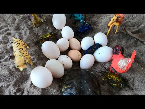Video Thảo Cady ra chuồng vịt nhặt trứng gà và trứng rùa,... - youtube