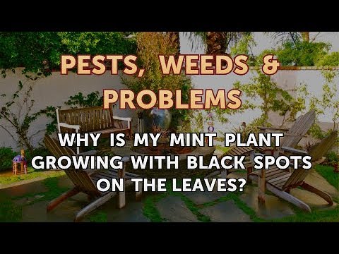 मेरा पुदीना पौधा पत्तियों पर काले धब्बे के साथ क्यों बढ़ रहा है?