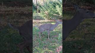 Doe Peeing With Buck Bedded In Background