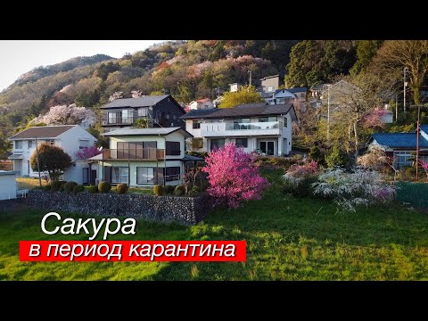 Video: Waarom Sakura Een Symbool Van Japan Is