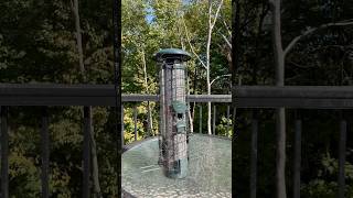 Squirrel Proof Bird Feeder