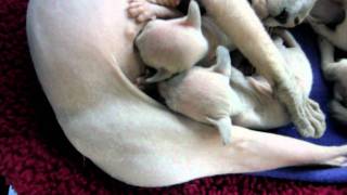 2-week-old Peterbald Kittens Nursing by mkant69 307 views 12 years ago 30 seconds