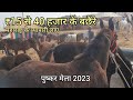     15  40         pushkar pashu mela 2023