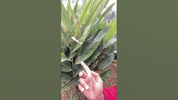 Công dụng cây Riềng #covenduongvlogs #caybuttre #phongthuy #caycomui #câythuốcquý