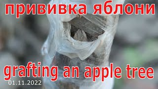 apple tree grafting that anyone can do, and even better