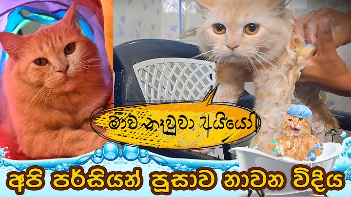 Video 10958151: persian cat bathing