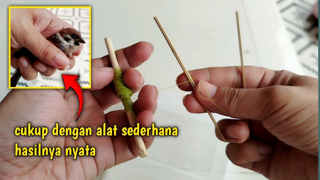 CARA MENANGKAP BURUNG GEREJA DENGAN ALAT SEDERHANA