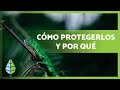 PROTEGER a los animales en PELIGRO de EXTINCIÓN 🐼🐯 ¿Por qué es importante? ¿Cómo ayudar?