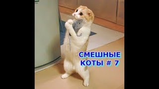 Приколы с кошками и котами #7. Подборка смешных и интересных видео с котиками и кошечками 2017 Приколы с кошками и котами #7. Подборка смешных и интересных видео с котиками и кошечками 2017