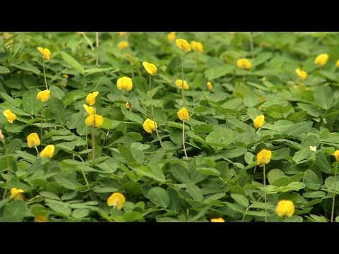 Wideo: Peanut Groundcover – Jak używać roślin orzeszków ziemnych do pokrycia terenu