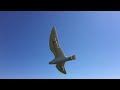 Rc bird  seagull glider of 25 meter span made a nice flight