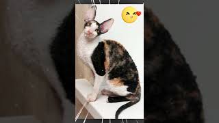 Cornish Rex #Shorts