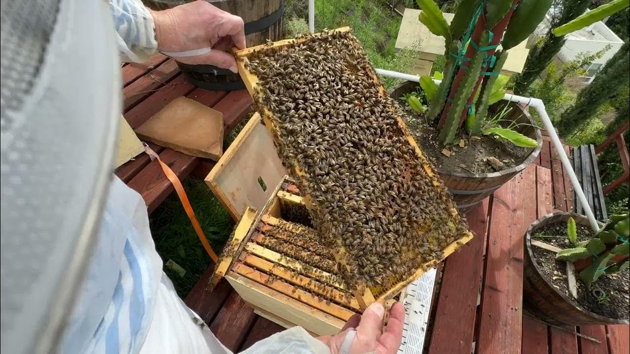 Танцующая пчела, танцем показывает где больше меда - Dancing Bee - 227 ...