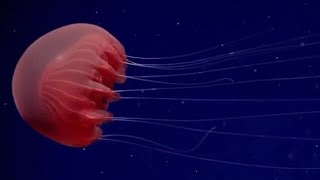 Facts: The Dusky Red Jelly (Poralia) by Deep Marine Scenes 2,055 views 2 months ago 1 minute, 35 seconds