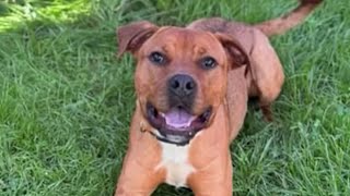 Rent-A-Dog With Homeward Bound Pet Adoption Center