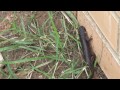 Beginning of video