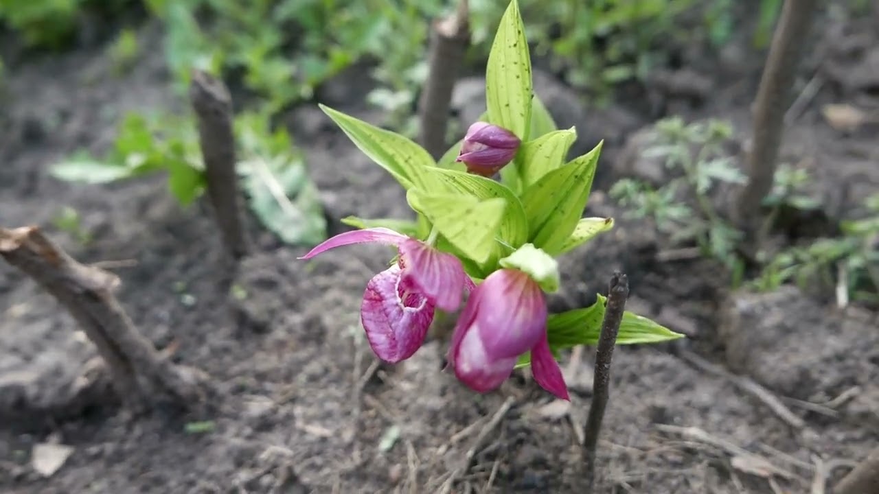 Венерин башмачок крупноцветковый.