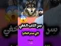 سر الذئب الخفي اللي صدم العالم Wildlife Wolffacts Wolf الذئب سر الذئب الخفي اللي صدم العالم Wildlife Wolffacts Wolf الذئب