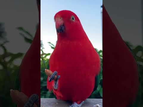 Red parrot birb talks back to other birb!! 🥹🥰🦜 #parrot #parrottalking #shorts