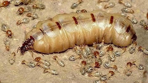 Cận cảnh bắt mối chúa khủng đem về ngâm rượu