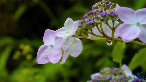 سورة الفلق بصوت القارئ توفيق شقرون