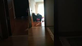 Biz Bu Piyasaya Yeni Gelmedik Geri Geldik Cute Funny Shorts 