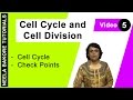 Cell Cycle & Cell Division - Cell Cycle  - Check Points