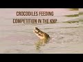 CROCODILES FEEDING COMPETITION IN THE KNP