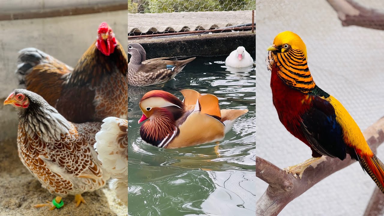 VISITA AO SÍTIO 5 IRMÃOS (GALINHAS ORNAMENTAIS, FAISÕES e AVES AQUÁTICAS | Sítio Xavier