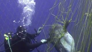 Diving With Tuna In Carloforte