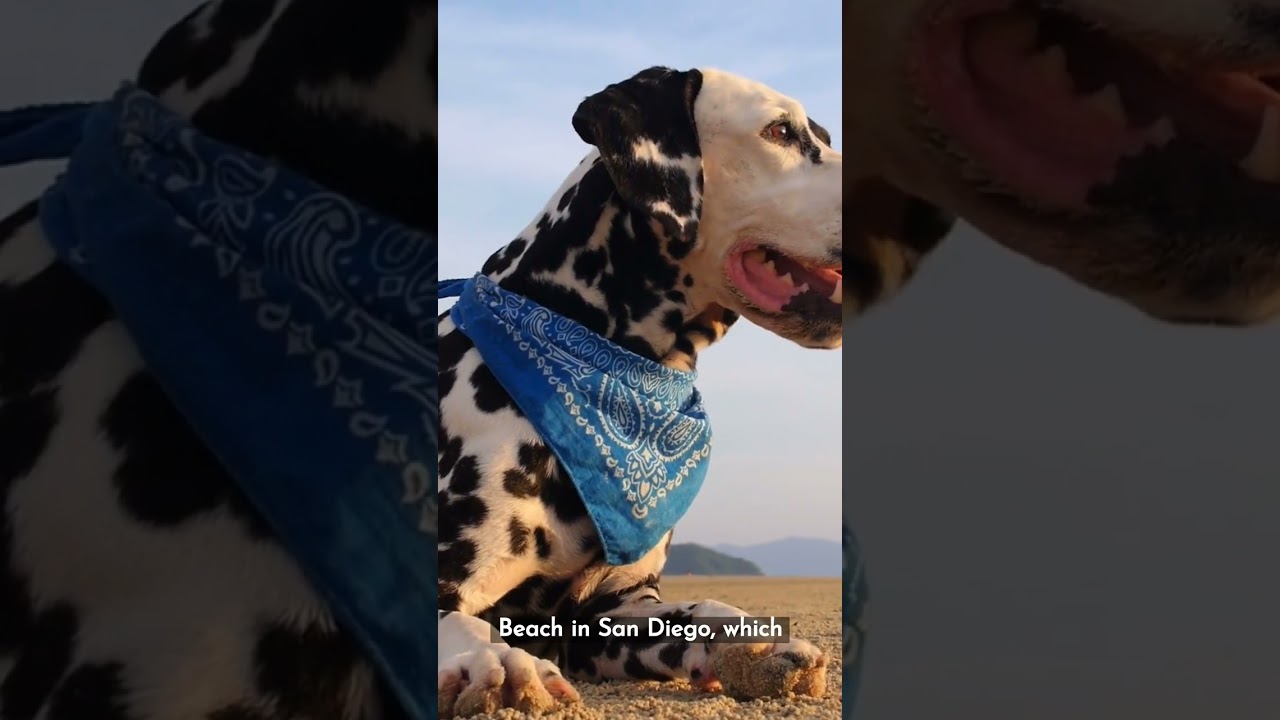 Top Secret Dog-Friendly Beaches in California