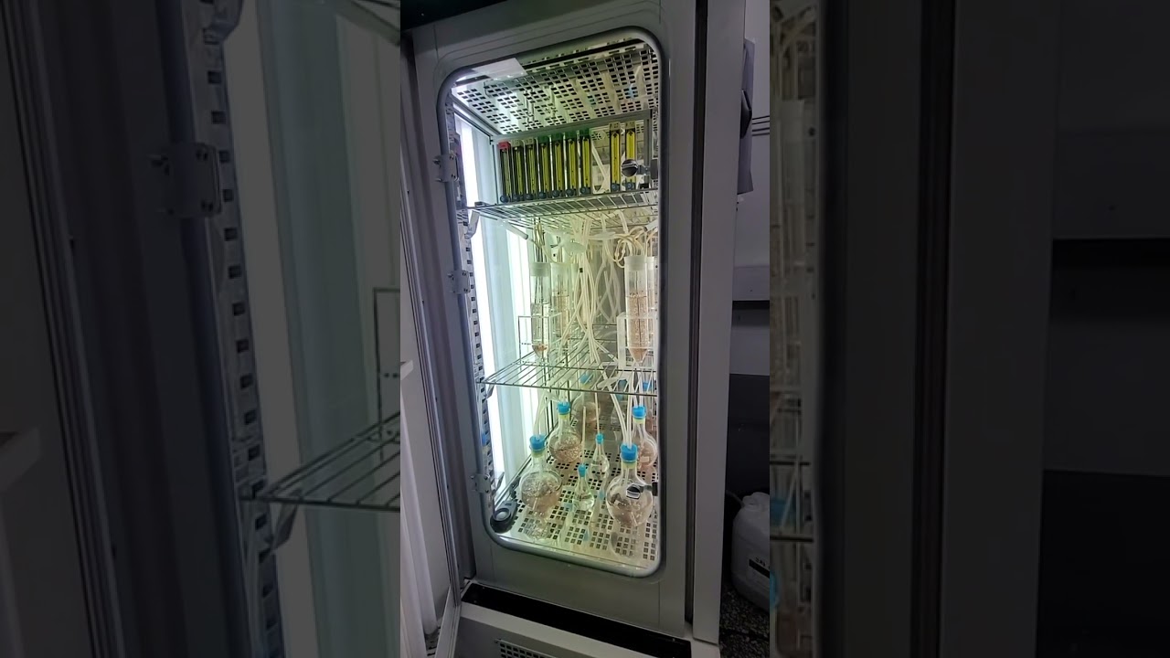 Cultivation of red macroalga Pyropia yezoensis using round flask and bubble-column photobioreactors