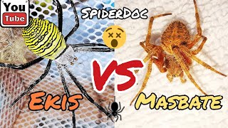 EKIS vs MASBATE. David vs Goliath. Katapang na Gagamba. Spider Fight.