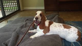 Giant Bully Stick Treats for Franklin and Mabel the Basset Hounds