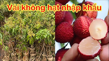 Vải không hạt cây giống nhập khẩu sẵn hoa nhiều hàng chuẩn chất lượng