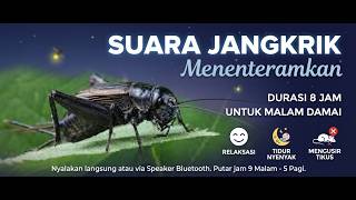 Suara jangkrik menenangkan 8 jam untuk mengusir tikus dan menidurkan anak