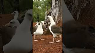 Amazing Bird with amazing sounds #birds #birdsong #birdsounds #wildlife #nature
