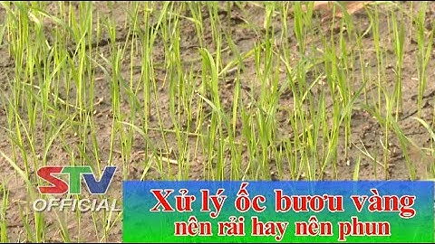 STV - Diệt trừ ốc Bươu Vàng hiệu quả và an toàn cho ruộng lúa I Cây khỏe - Nhà nông khỏe